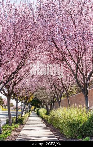 Arbres en fleurs bordant le trottoir d'un quartier résidentiel dans la région de la baie de San Francisco, Californie Banque D'Images