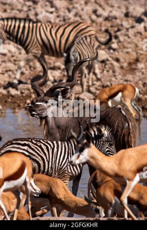 Antilope kudu mâle, springboks et zèbres au trou d'eau d'Okaukuejo, parc national d'Etosha, Namibie Banque D'Images