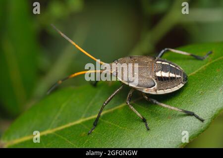 Bug nymph, Poecilometis parilis, à Glenbrook, Nouvelle-Galles du Sud, Australie. Banque D'Images