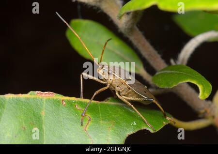 Bug d'arbre de Gomme à deux points, Poecilometis parilis, Glenbrook, Nouvelle-Galles du Sud, Australie. Banque D'Images