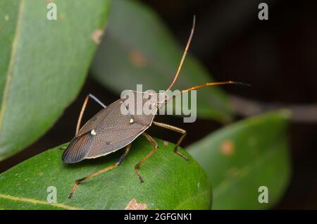 Bug d'arbre de Gomme à deux points, Poecilometis parilis, Glenbrook, Nouvelle-Galles du Sud, Australie. Banque D'Images