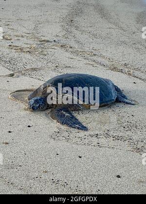 La tortue de mer verte hawaïenne en voie de disparition se prélassant sur Poipu Beach le matin à Kauai, Hawaï. Banque D'Images