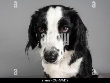 Une femme de 5 ans Border Collie / Springer Spaniel (Sprollie) chien (appelé Jess) photographié sur fond gris studio. Banque D'Images