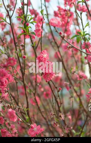 Fleurs de cerisier sur des arbres cultivés et transplantés comme décoration pour le nouvel an chinois à Discovery Bay, île Lantau, Hong Kong Banque D'Images