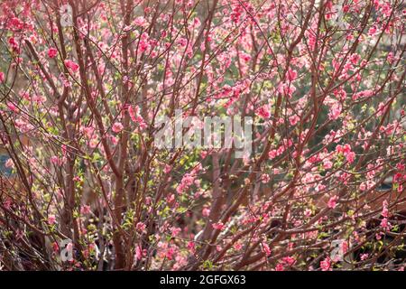 Fleurs de cerisier sur des arbres cultivés et transplantés comme décoration pour le nouvel an chinois à Discovery Bay, île Lantau, Hong Kong Banque D'Images