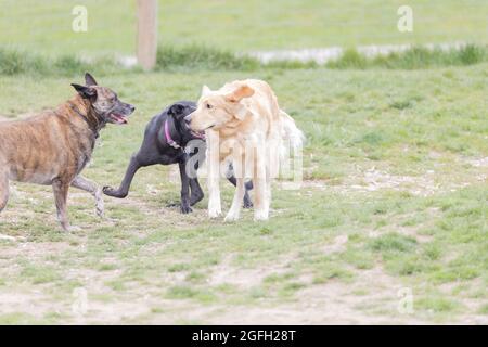 trois grands chiens de différentes races jouant ensemble dans le parc pour chiens Banque D'Images