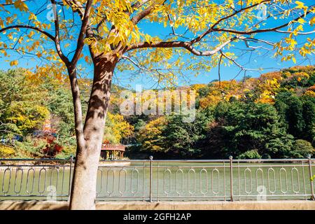 Automne du Grand parc pour enfants de Busan, en Corée Banque D'Images