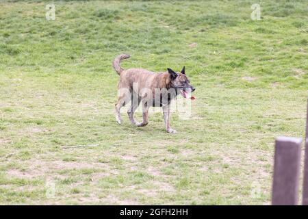 grand chien bringé fatigué et heureux panting au milieu de la grande pelouse ralentissant à marcher après la course Banque D'Images