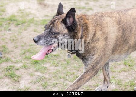 joyeux grand chien de boxeur husky en mélange de bardeaux en marchant hors de la laisse dans le parc Banque D'Images