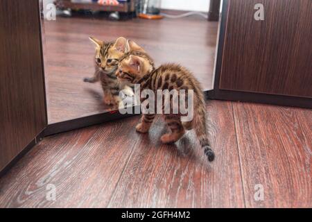 Chaton Bengale regardant dans le miroir d'un wodrobe. Banque D'Images