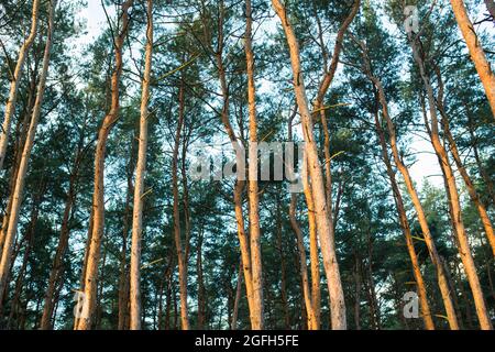 Vue du bas des sommets des pins dans la forêt à l'aube d'une journée d'été Banque D'Images