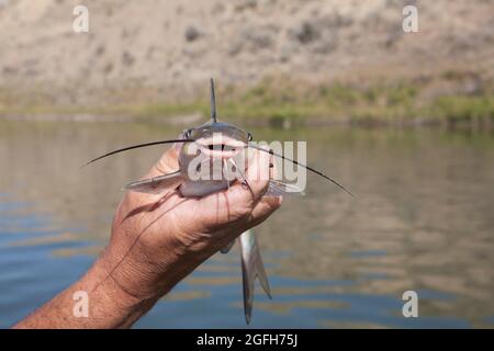 Nez à la vue d'un petit poisson-chat de chenal (Ictalurus punctatus), rivière Missouri près de Loma, MT. Banque D'Images