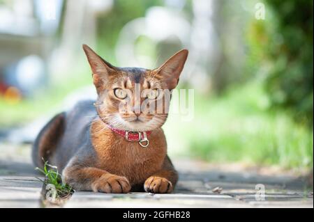 Magnifique chat Abyssinien dans un collier, portrait en gros plan, couché avec élégance sur une promenade de rue Banque D'Images