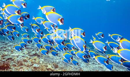 Une école de Surgeonfish de Powderblue Banque D'Images