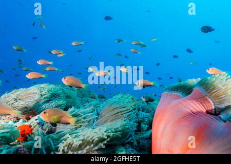 Une école de Maldives anemonefish Banque D'Images