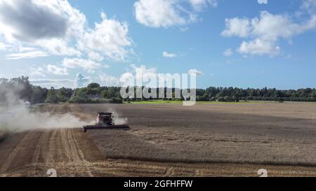 Vue aérienne de la récolte en agriculture. La moissonneuse-batteuse récolte du blé. Banque D'Images