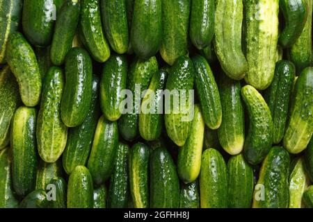 Beaucoup de concombres frais. Vue de dessus de la nourriture de fond. Banque D'Images