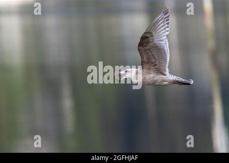 mouette brune volant avec une grande huître dans son bec Banque D'Images