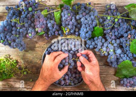 La fin de l'été, préparation de fruits fraise raisin noir Banque D'Images