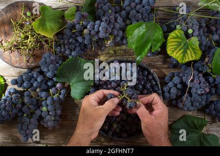 La fin de l'été, préparation de fruits fraise raisin noir Banque D'Images