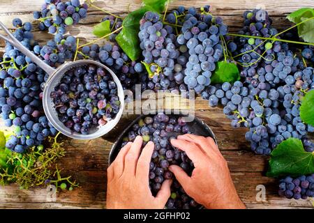 La fin de l'été, préparation de fruits fraise raisin noir Banque D'Images