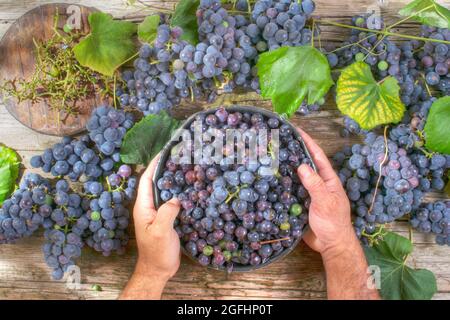 La fin de l'été, préparation de fruits fraise raisin noir Banque D'Images