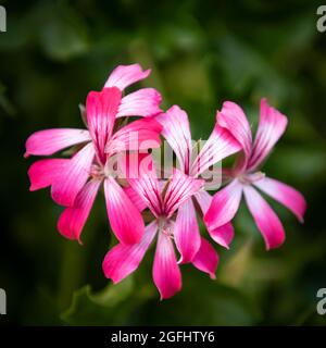 Gros plan sur géranium rose, sur fond sombre. Pelargonium peltatum fleurit dans des paniers suspendus. Banque D'Images