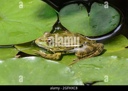 La grenouille se trouve sur la feuille à la surface de l'étang Banque D'Images