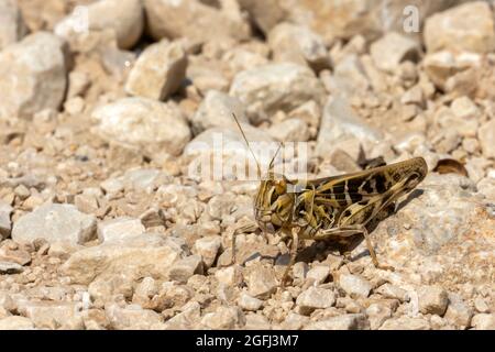 Sauterelle sur rock Banque D'Images