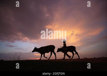 Images pour enfants jouant dans le ciel du coucher du soleil dans la campagne de bac Giang Vietnam Banque D'Images