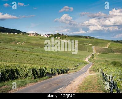 vignobles dans la campagne de la vallée de la marne au sud de reims en champagne ardenne Banque D'Images