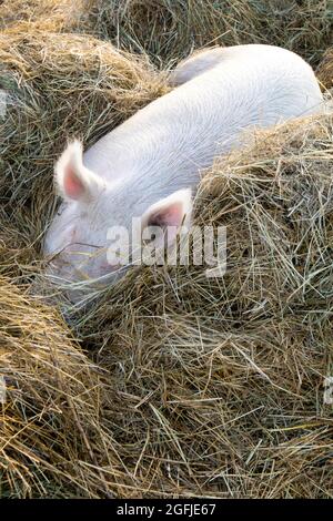 Photo d'un gros cochon pris en dormant sur un lit de paille Banque D'Images