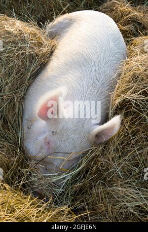 Photo d'un gros cochon pris en dormant sur un lit de paille Banque D'Images