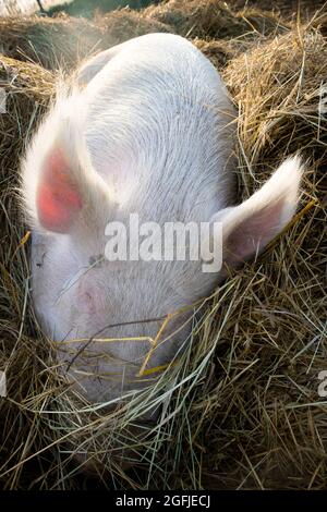 Photo d'un gros cochon pris en dormant sur un lit de paille Banque D'Images