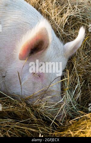 Photo d'un gros cochon pris en dormant sur un lit de paille Banque D'Images