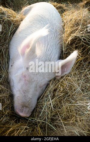 Photo d'un gros cochon pris en dormant sur un lit de paille Banque D'Images