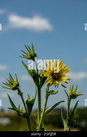 Le majestueux Rudbeckia Maxima fleurit dans un ciel bleu ensoleillé Banque D'Images