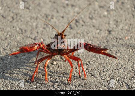 L'écrevisse rouge envahissante procambarus clarkii sur une piste cyclable aux pays-Bas Banque D'Images