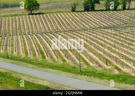 Nogaro (sud-ouest de la France), 2021/04/15: Cave "les hauts de Montrouge" rassemblant environ 60 vignerons produisant des vins et liqueurs comme Armagnac Banque D'Images