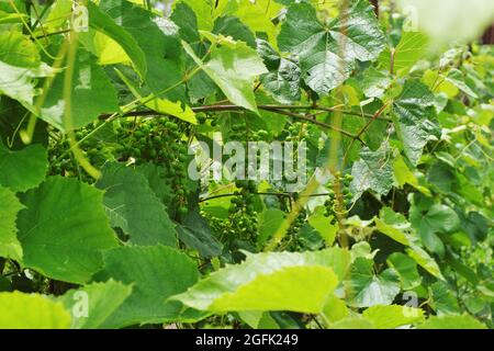 Des grappes de jeunes raisins mûrissent sur une plantation parmi des feuilles vertes. Mise au point sélective. Banque D'Images