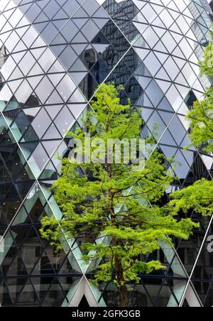 LONDON ST MARY AX, ARBRE FIR VERT DEVANT LE BÂTIMENT GHERKIN Banque D'Images