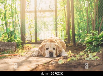 Mignon fauve Labrador se trouve sur un chemin dans le jardin Banque D'Images