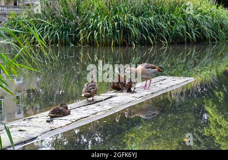 Kew Green London UK - une OIE égyptienne (Alopochen aegyptiaca) et une famille de canards colverts ( Aras platyrhynchos ) sur l'étang de Kew Green à Londres Banque D'Images