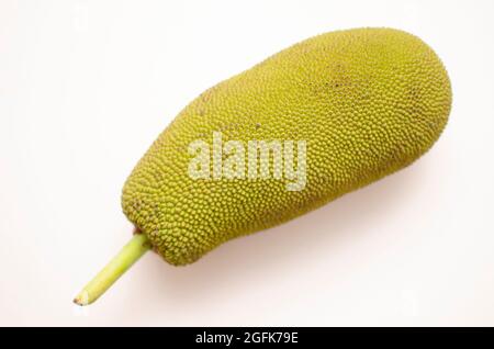 Artocarpus heterophyllus ou Jackfruit, vue en angle supérieur sur fond blanc Banque D'Images