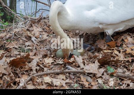 Une femelle de cygne déplace ses oeufs sur un nid qu'elle a construit pour 3 oeufs. Dans un parc à Flushing, Queens, New York. Tout cela sans google ou youtube! Banque D'Images