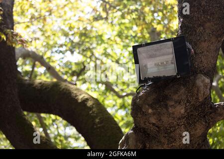 Une lampe de projecteur placée sur un arbre. Banque D'Images