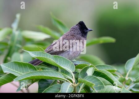 Le Bulbul à ventilation rouge (Pycnonotus cafer) perching sur la branche des arbres. Banque D'Images