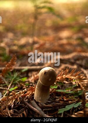 La lumière chaude de l'automne ramasse un champignon émergeant parmi les aiguilles de pin d'or et d'orange. Banque D'Images
