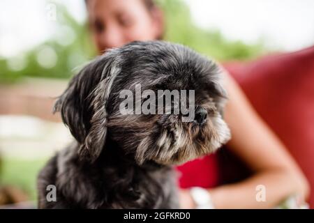 Gros plan de Shih Tzu sur le circuit du propriétaire en Ohio Banque D'Images