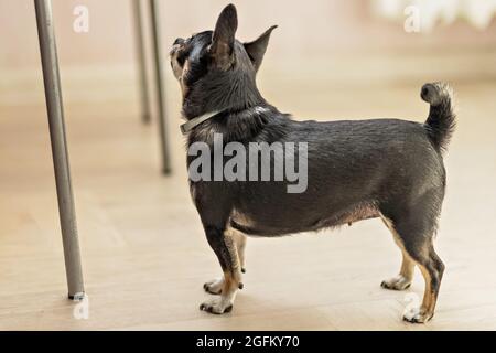 Le chien Chihuahua demande de la nourriture dans la cuisine. Banque D'Images